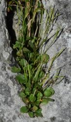 Cardamine integra. Plant with rosette leaves and inflorescences.
 Image: P.B. Heenan © Landcare Research 2019 CC BY 3.0 NZ